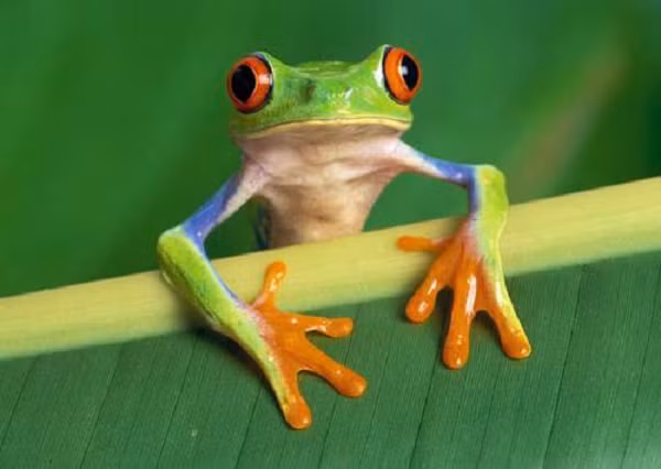 Ếch cây thường phân bố ở vùng nhiệt đới, có số lượng loài cao nhất là tại Đông Nam Á, nhiều hơn các loài ếch thuộc họ Ranidaevới tỷ lệ 3:1.