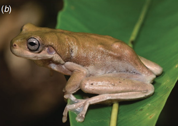 Oliver cho biết, loài ếch Litoria mới được đặt tên là Mira, có nghĩa là ngạc nhiên hoặc kỳ lạ trong tiếng Latinh, vì đây là một phát hiện gây sốc và khá tình cờ.
