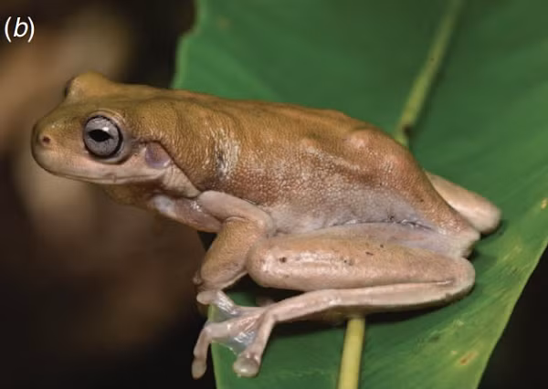 Oliver cho biết, loài ếch Litoria mới được đặt tên là Mira, có nghĩa là ngạc nhiên hoặc kỳ lạ trong tiếng Latinh, vì đây là một phát hiện gây sốc và khá tình cờ.