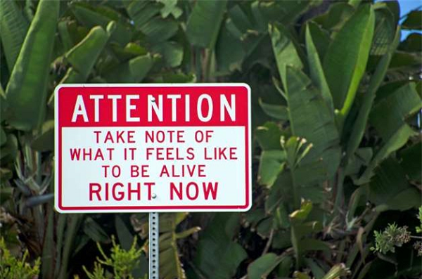 "Chú ý, hãy chú ý đến những gì vật gì nhúc nhích dưới chân bạn”.