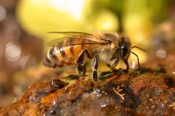 Sau khi hai nạn nhân được đưa ra khỏi hiện trường, cảnh sát và nhân viên cứu hỏa đã gõ cửa từng nhà, khuyến cáo mọi người không nên sử dụng thiết bị gây ồn bên ngoài cho tới khi đàn ong quay về tổ và bình tĩnh trở lại.