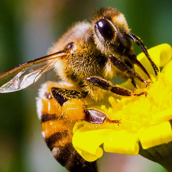 Chính vì sự phát triển quá mạnh mẽ, những con ong lai Châu Phi được đặt tên là “ong sát thủ”. Cái tên này cũng khiến nhiều người thấy sợ hãi và trở thành cảm hứng cho bộ phim cùng tên gây xôn xao trên thế giới.