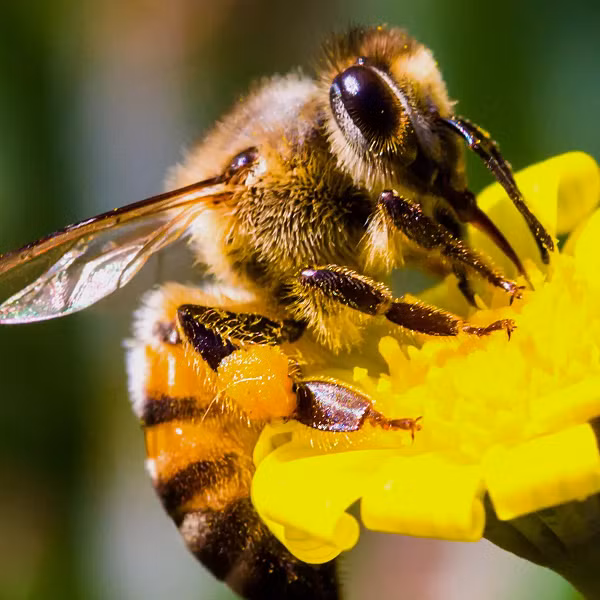 Chính vì sự phát triển quá mạnh mẽ, những con ong lai Châu Phi được đặt tên là “ong sát thủ”. Cái tên này cũng khiến nhiều người thấy sợ hãi và trở thành cảm hứng cho bộ phim cùng tên gây xôn xao trên thế giới.