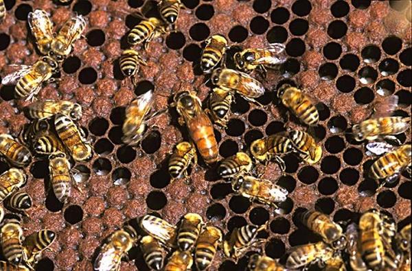 Nhà côn trùng học thuộc Đại học Interamerican tại Bayamon, Puerto Rico, cho biết: “Thuật ngữ này (ong sát thủ) gây ấn tượng rằng những con ong giết người. Trong khi thực tế, đây là hành động bảo vệ tổ của chúng. Những con ong sẽ không tấn công nếu như tổ của chúng không bị xâm phạm”.