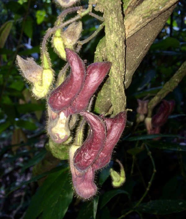 Vừa qua, nhóm nghiên cứu của Bảo tàng Thiên nhiên Việt Nam phối hợp với Vườn Quốc gia Vũ Quang đã công bố một loài thực vật mới được phát hiện có tên Mộc hương Vũ Quang (Aristolochia vuquangensis).