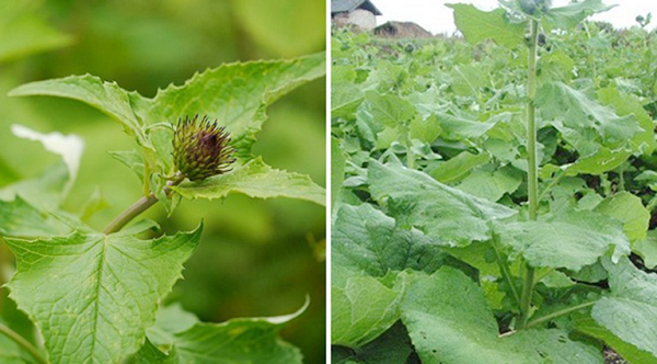 Các loài cây trong họ này chủ yếu là cây thân thảo, cây bụi, dây leo hay dây leo thân gỗ nhỏ sống lâu năm. Các lá màng, đơn, hình tim và bản rộng, mọc xen kẽ dọc theo thân trên các cuống lá. Các mép lá nói chung trơn nhẵn, không có các lá kèm.