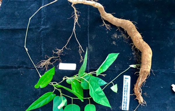 Hầu hết các loài thuộc họ Mộc hương (Aristolochiaceae) đều có giá trị rất cao về dược học và chữa bệnh, vì vậy thường bị khai thác, sử dụng quá mức dẫn đến cạn kiệt trong tự nhiên, một số loài bị đẩy đến bờ vực tuyệt chủng do vậy cần được ưu tiên bảo tồn.