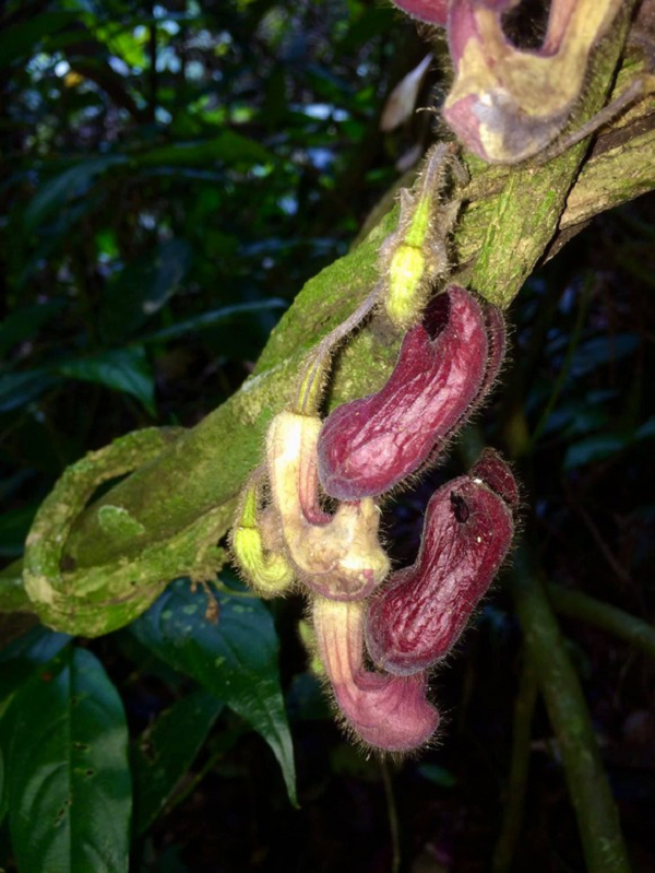 Cụ thể, toàn bộ bên ngoài bao hoa có phủ nhiều lông, gốc bao hoa hình trứng thuôn, dài 1.1-1.5cm. Môi có 3 thùy hình bán nguyệt không đều nhau, thùy giữa cuộn lại ở mép và lớn hơn 2 thùy bên, lõm sâu ở giữa và 1/3 phía dưới mặt trong của phần ống môi có nhiều lông dính.