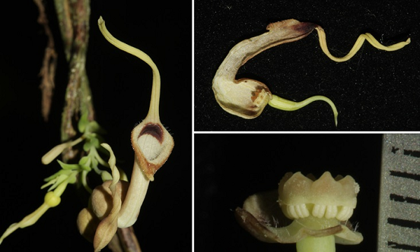 Vào năm 2015, một nhóm các nhà nghiên cứu đã phát hiện và mô tả một loài thực vật mới thuộc họ Mộc hương (Aristolochiaceae) ở miền Nam Việt Nam. Loài thực vật mới có tên khoa học là Phòng kỷ Nam Bộ, Aristolochia cochinchinensis Do.