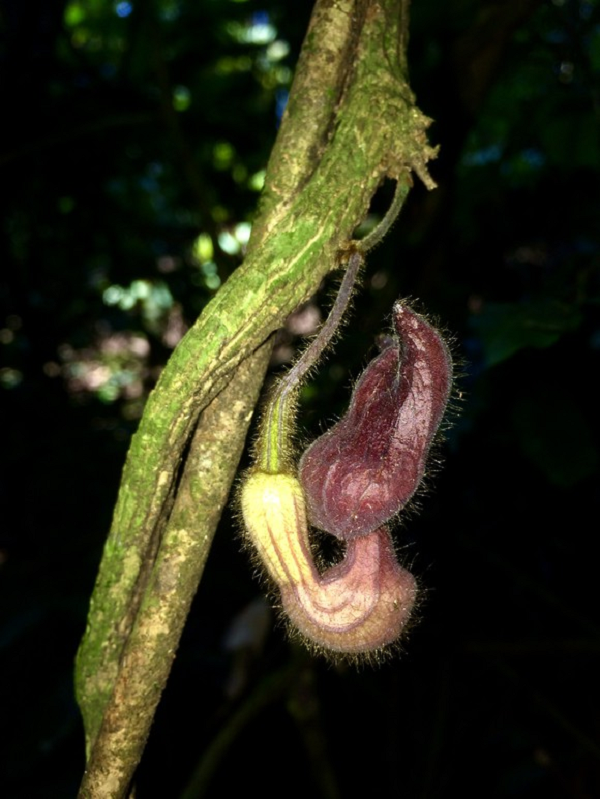 Về hình thái lá cơ bản tương đồng với các loài khác trong chi với kích thước và hình dạng đặc trưng là hình trứng – ngọn giáo. Loài Mộc hương Vũ Quang được nhóm nghiên cứu đệ trình lên tổ chức Liên minh Bảo tồn thiên nhiên quốc tế IUCN cấp bảo tồn CR (cực kỳ nguy cấp) vì nhận thấy sự tồn tại của loài này sớm bị đe dọa bởi những yếu tố biến đổi khí hậu tại khu vực.