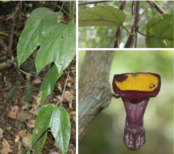 Trước đó, các nhà khoa học cũng phát hiện ra loài mới có tên khoa học là Mộc hương Neinhuis (Aristolochia neinhuisii Do), họ Mộc hương Aristolochiaceae.