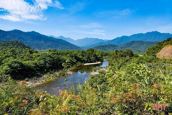 Nhóm nghiên cứu cho biết, mới chỉ ghi nhận sự xuất hiện của loài Mộc hương Vũ Quang tại Vườn Quốc gia Vũ Quang với vùng phân bố rất hẹp khoảng 4km2 với số lượng rất ít ỏi tại khu vực tiếp giáp với biên giới Việt Nam – Lào.