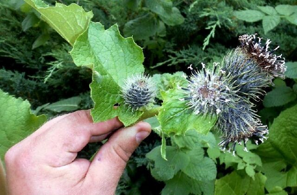 Các hoa của họ mộc hương thường kỳ dị, có kích thước từ trung bình tới lớn, phát triển trên các nách lá, mọc song song hoặc đối xứng tâm.