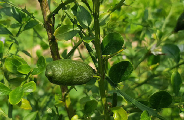 Chị Duyên cho biết, dù loại chanh này có trái bé tí hon nhưng giá hơn 3 triệu đồng/kg, tức đắt gấp gần 100 lần so với những loại chanh tươi thường.