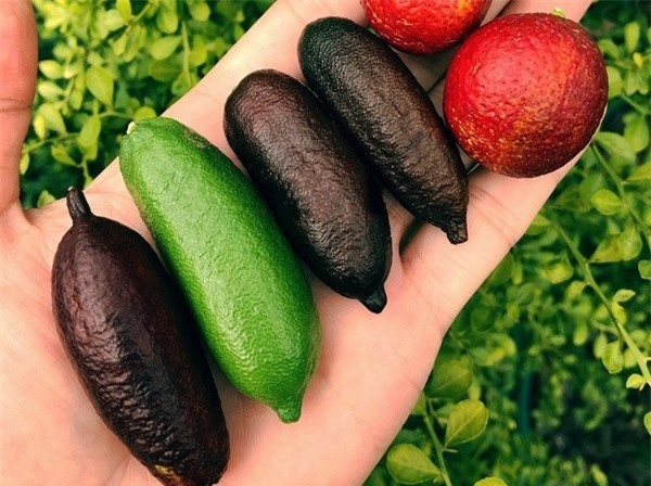 Tép chanh trứng cá có thể tách rời như bưởi, trông giống hệt như trứng cá caviar. Nhiều người còn gọi đây là "caviar trong họ chanh" vì sự tương đồng này.