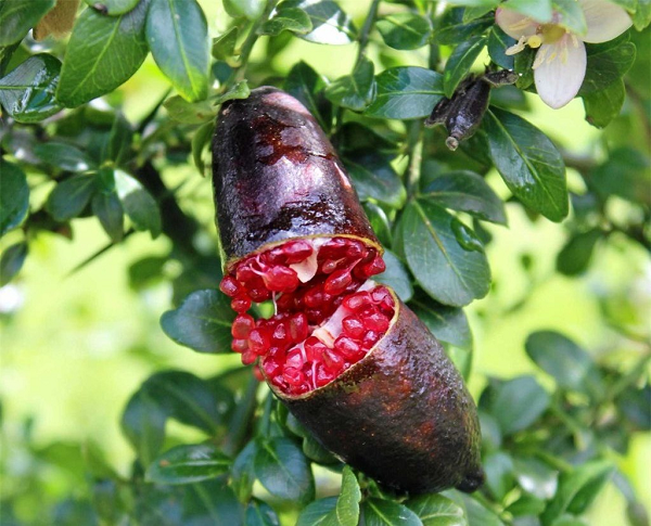 Hoa có màu trắng với cánh hoa dài 6 - 9mm. Quả hình trụ, đôi khi hơi cong, dài 4 - 8cm. Vỏ quả mỏng, có nhiều màu sắc khác nhau như vàng, hồng, xanh lá cây, đỏ tía, tím... Tép chanh có hình giống hệt trứng cá hồi, mọng nước.