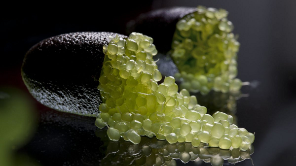 Loại chanh này từng có thời gian suýt bị tuyệt chủng vì con người. Khi người châu Âu đến xâm lược Australia đã đốn hạ rất nhiều cây chanh trứng cá để lấy chỗ phục vụ cho nông nghiệp, cho chăn nuôi, khiến loài cây này gần như mất tích.