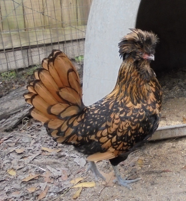 Gà Ba Lan được nuôi phổ biến trên thế giới để làm cảnh. Chúng cần được chăm sóc như chim hơn là như gà. Không nuôi thả rông hoặc nhốt chung với các loài gia cầm khác vì chiếc mào bằng lông xòe trên đầu làm loài gà này khó thích nghi.