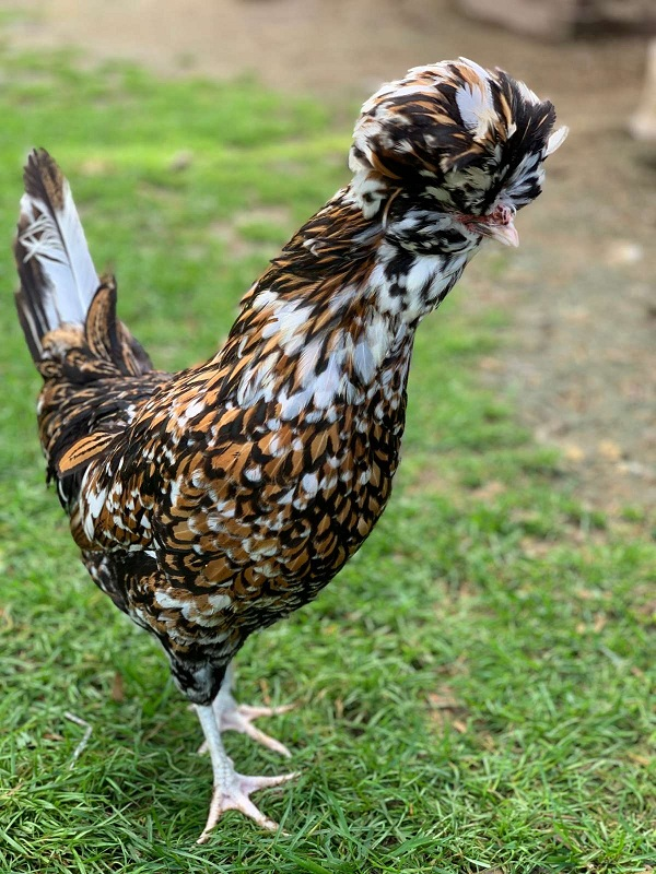 Tuy có năng suất trứng cao song nhiều đại gia tìm mua chúng chủ yếu để nuôi làm cảnh. Gà Ba Lan từng gây sốt trong giới sinh vật cảnh khi giá bán lên tới 2.500 USD/con (khoảng hơn 50 triệu đồng). 