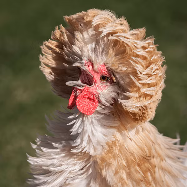 Bộ sưu tập gà Ba Lan lớn nhất thuộc về một chủ trang trại người Mỹ với gần 2.000 con. Trong đó có khoảng 20 siêu sao thực thụ được đưa về từ những cuộc thi hay cuộc chọi gà ở Thái Lan, Trung Quốc, Myanmar, Zanzibar... Theo các chuyên gia, gia tài này trị giá hơn 7 triệu USD.