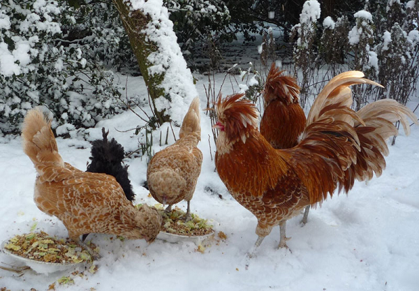 Gà Ba Lan thường nặng từ 1,8-2kg, chúng khá nhút nhát và dễ sợ hãi. Một ngày, gà mái có thể đẻ từ 1-2 trứng. Ở lứa sinh sản đầu tiên, trứng của chúng tương đối nhỏ. Sang lứa thứ 2 trứng bắt đầu lớn hơn. Có thể phân biệt giới tính của gà qua tiếng gáy bởi bề ngoài chúng không quá khác nhau.