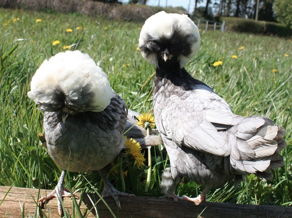 Vì được nuôi làm kiểng nên cần chăm sóc thật kỹ và tắm rửa thường xuyên cho loài gà này để gìn giữ sắc đẹp và chiếc mào lông trên đầu chúng như những chiếc vương miện có một không hai.