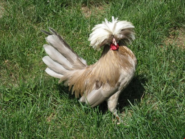  Gà Ba Lan còn được gọi là Paduan, nguồn gốc chính xác của giống gà này hiện vẫn chưa rõ, nhưng có thể xác định nó đến từ châu Âu.