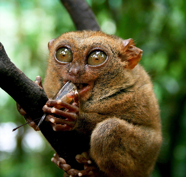 Tarsier là loài động vật sống ở Nam Á. Chúng có đôi mắt to và lồi ra cùng với kích thước và cân nặng của bộ não nhìn vô cùng kỳ quái.