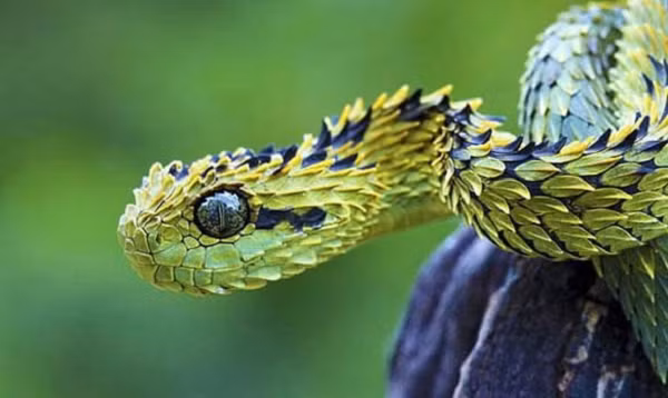 Rắn vảy sừng Bush Viper (Atheris) là một loài rắn có màu sắc lạ và những vây cứng nhọn trên cơ thể. Ngoài lớp vảy kỳ lạ, chúng có khả năng thay đổi màu sắc cơ thể để hòa lẫn với môi trường xung quanh nhằm trốn tránh kẻ thù hay đánh lừa con mồi.