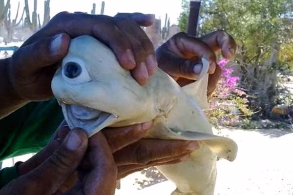 Con cá mập bạch tạng một mắt vô cùng quái dị đã bất ngờ xuất hiện ở ngoài khơi bờ biển Mexico. Các bác sĩ thú y cho biết con cá mập gặp phải hội chứng hiếm gặp là cyclopia, xảy ra ở một số loài động vật, thậm chí cả con người. Tuy nhiên, những cá thể đột biến này rất khó sống sót trong tự nhiên.