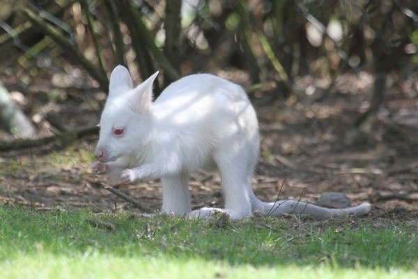 Con kangaroo đặc biệt này nhờ một dạng đột biến gen nên có bộ lông trắng toát bất thường. Các nhân viên kiểm lâm đã giữ bí mật về vị trí của con kangaroo này vì lo sợ nó có thể là mục tiêu của nhiều kẻ săn mồi.