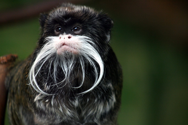 Khỉ Emperor Tamarin là một loài động vật có vú được tìm thấy ở lưu vực Amazon phía tây nam, phía đông Peru, phía bắc Bolivia và ở một số bang của Brazil. Chúng có đặc điểm nổi bật là bộ ria mép dài màu trắng, uốn vòng cung và thậm chí kéo dài sang hai bên.