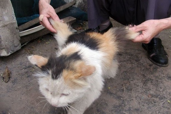 Một con mèo ở Trung Quốc bất ngờ mọc ra hai cái cánh, thậm chí cánh còn có xương. Theo các chuyên gia, báo cáo ghi chép về mèo có cánh xuất hiện từ cuối những năm 1800, một số con thậm chí còn có phần da rất đàn hồi.