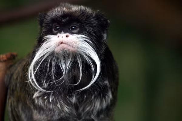 Khỉ Emperor Tamarin là một loài động vật có vú được tìm thấy ở lưu vực Amazon phía tây nam, phía đông Peru, phía bắc Bolivia và ở một số bang của Brazil. Chúng có đặc điểm nổi bật là bộ ria mép dài màu trắng, uốn vòng cung và thậm chí kéo dài sang hai bên.