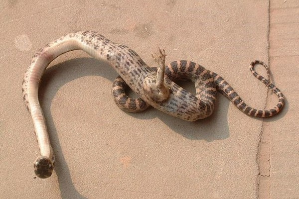 Rắn có chân vô cùng kỳ lạ bất ngờ xuất hiện tại Trung Quốc. Tuy nhiên, các chuyên gia vẫn chưa rõ nguyên nhân gây ra đột biến bất thường này khiến rắn mọc chân.