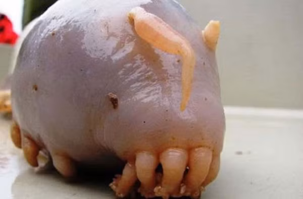 Lợn biển sống ở đáy của Đại Tây Dương, Thái Bình Dương và Ấn Độ Dương. Chúng thường kiếm mồi từ lớp trầm tích dưới đáy biển.