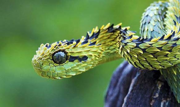 Rắn vảy sừng Bush Viper (Atheris) là một loài rắn có màu sắc lạ và những vây cứng nhọn trên cơ thể. Ngoài lớp vảy kỳ lạ, chúng có khả năng thay đổi màu sắc cơ thể để hòa lẫn với môi trường xung quanh nhằm trốn tránh kẻ thù hay đánh lừa con mồi.