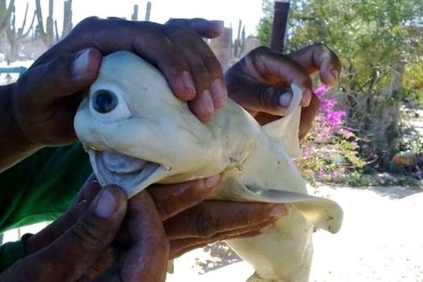 Con cá mập bạch tạng một mắt vô cùng quái dị đã bất ngờ xuất hiện ở ngoài khơi bờ biển Mexico. Các bác sĩ thú y cho biết con cá mập gặp phải hội chứng hiếm gặp là cyclopia, xảy ra ở một số loài động vật, thậm chí cả con người. Tuy nhiên, những cá thể đột biến này rất khó sống sót trong tự nhiên.