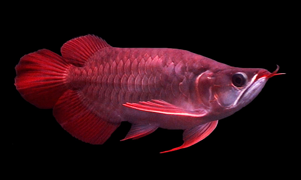 Cá rồng được mệnh danh là ông vua trong thế giới cá cảnh, sống trong môi trường nước ngọt, cá rồng không những được nhiều dân chơi cá cảnh chuyên nghiệp mà còn được rất nhiều khu vui chơi, du lịch sinh thái săn lùng.