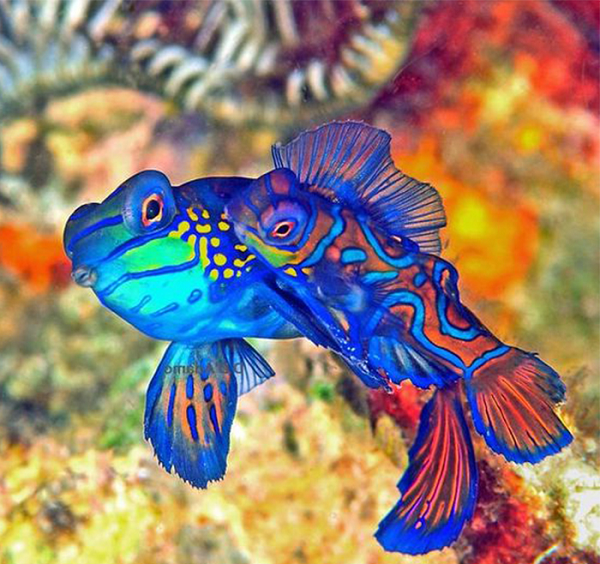 Cá trạng nguyên được mệnh danh là một trong những loài cá đẹp hàng đầu thế giới, thường sống gần các đảo san hô kín đáo ở khu vực Thái Bình Dương, ban ngày thường ẩn nấp, ban đêm mới ra đi kiếm bạn tình.