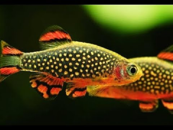 Cá Galaxy là loài cá quý hiếm với thân hình nhỏ và mập, cùng với các chấm nhỏ nhiều màu sắc sặc sỡ khắp trên thân người, có chiều dài từ 2 – 2,5 cm.