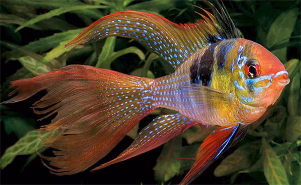 Cá Phượng Hoàng có nhiều chủng loại, màu sắc sặc sỡ và thân hình đáng yêu, loại cá này được rất nhiều dân chơi cá cảnh săn lùng.