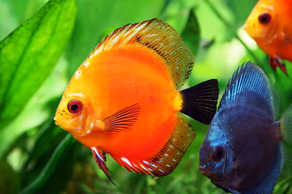 Cá dĩa được ví như một nữ hoàng trong thế giới cá cảnh. Với thân hình to tròn giống như cái đĩa, nhưng lại sở hữu vẻ đẹp vô cùng thanh thoát, tạo cảm giác thư thái, nhẹ nhàng xua tan mệt mỏi khi ngồi ngắm chúng.