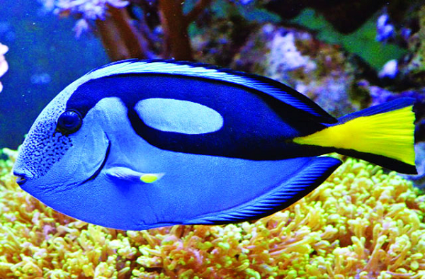 Cá đuôi gai có nhiều màu sắc tươi sáng và 2 bên đuôi có nhiều gai sắc nhọn như những con dao mổ.