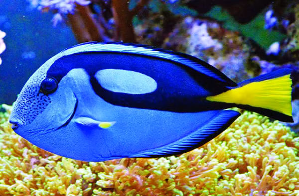 Cá đuôi gai có nhiều màu sắc tươi sáng và 2 bên đuôi có nhiều gai sắc nhọn như những con dao mổ.