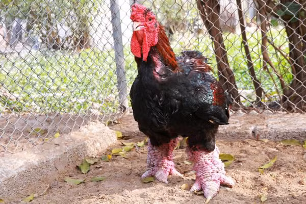 Một con gà hạng A sẽ có đôi chân vảy thịt, kích thước chân lớn, các hình thức bên ngoài phải hoàn hảo. Ví dụ, trọng lượng phải đặt chuẩn từ 4,5 đến 5 kg và hình thái cao to, oai phong.