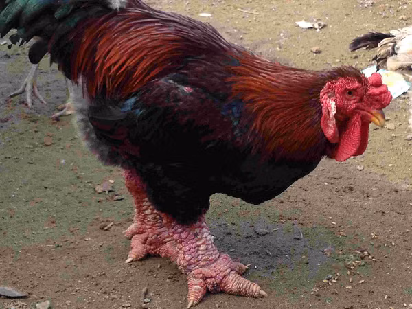 Đặc điểm nổi bật của gà Đông Tảo là cặp chân sù sì, to và hơi thô so với những giống gà khác. Hình dáng rất dũng mãnh, da màu đỏ và có một cái đầu rất oai vệ.