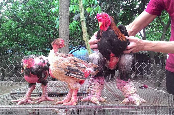 Cặp chân của gà trống trông khá to, được bao quanh bởi một lớp vảy xếp không thẳng hàng. Bốn ngón chân chĩa thẳng, chia ra rõ nét, cấu trúc chân mang đến những bước đi vững chắc cho gà dù thân hình cao lớn, bệ vệ đến đâu.