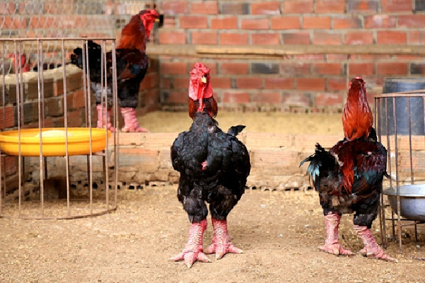 Gà Đông Tảo không chỉ thu hút bởi ngoại hình khác biệt mà còn cả trên bàn ăn từ phương Đông cho đến phương Tây. Chúng được chế biến rất đa dạng, ngon và bổ dưỡng khác xa với vẻ ngoài xấu xí.