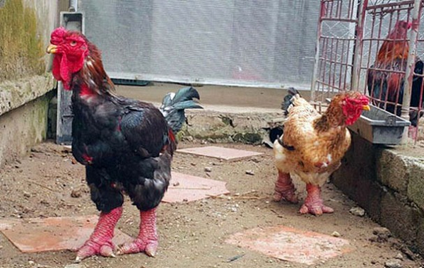 Giữa gà Đông Tảo trống và gà mái có sự khác biệt lớn ở phần mào. Với gà trống, mào sụn tương đối ngắn và thun lại với nhau, màu đỏ tía. Về gà mái, mào cũng tương tự nhưng nhỏ hơn khá nhiều.